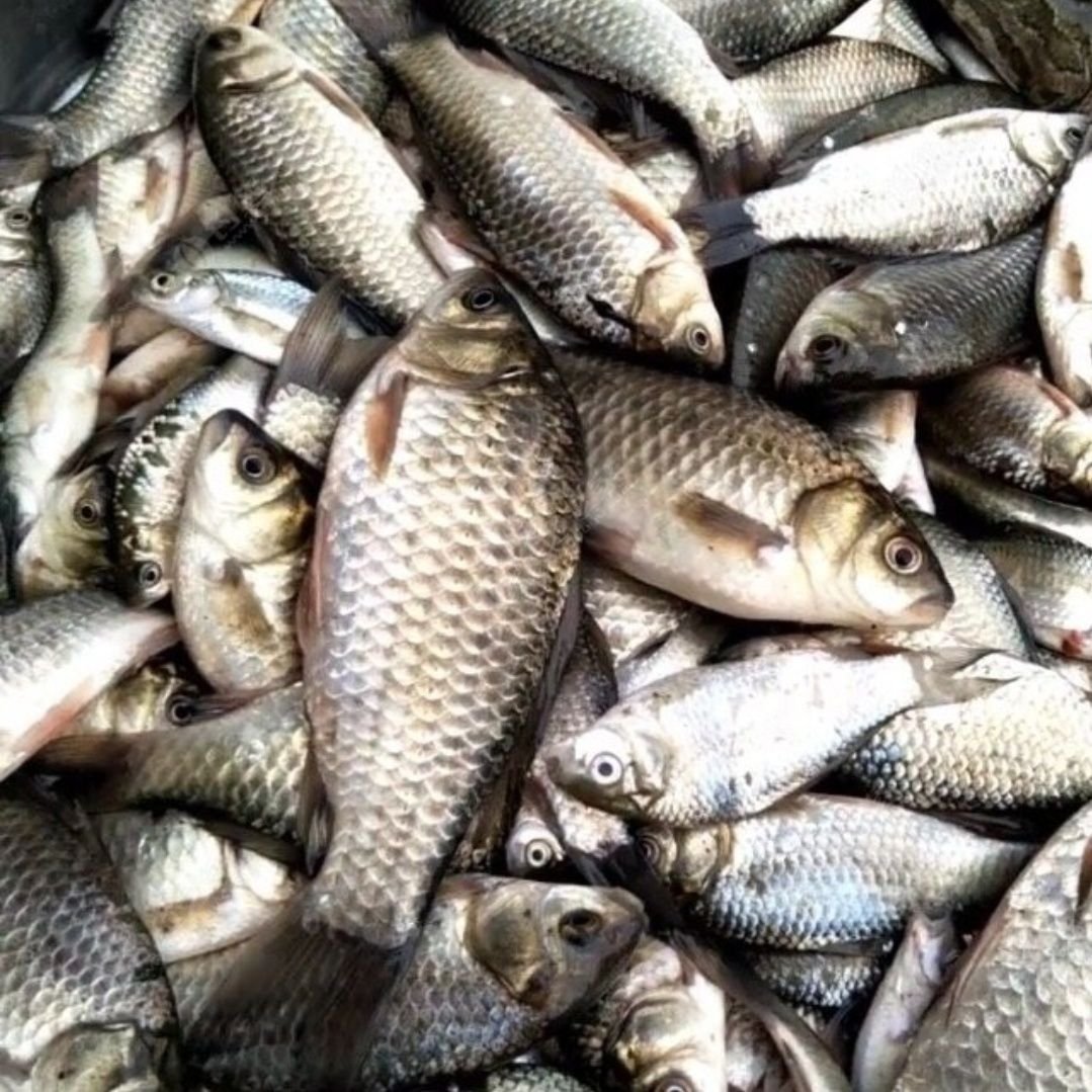 The fish pharmacist is a super-sedimental wine that penetrates the high-intensity, high-intensity fish-fishing