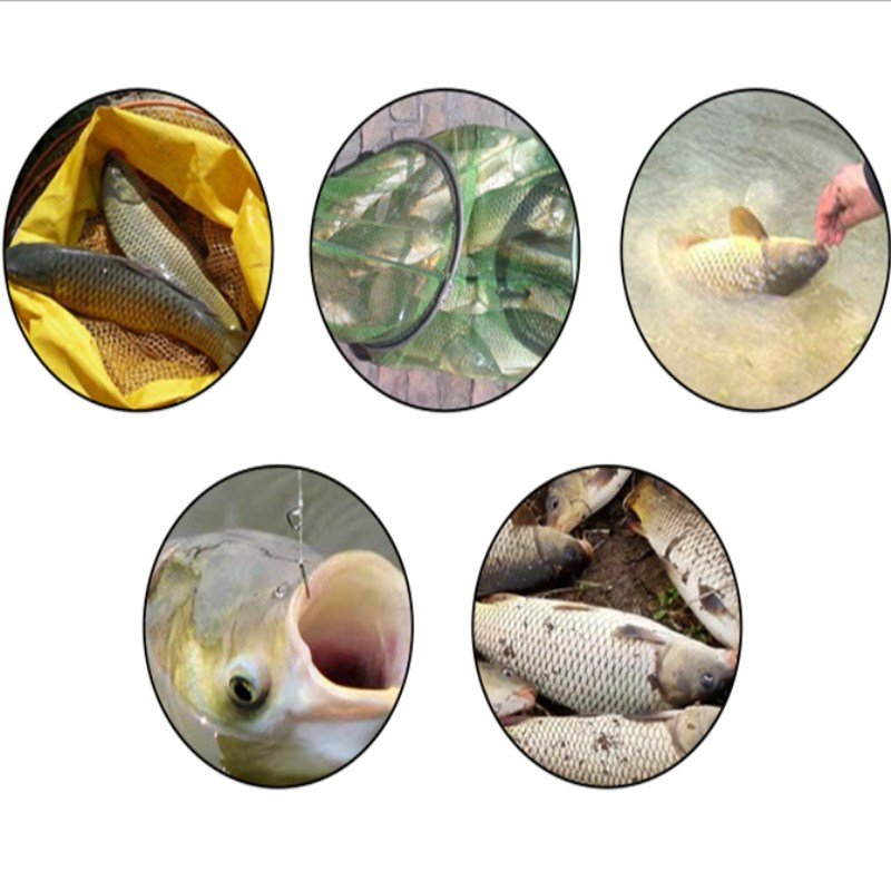 A new one from the Glory Brothers, 21 new yellow-faced, black-pited carp-coated, hand-basketed, bottom-shelled