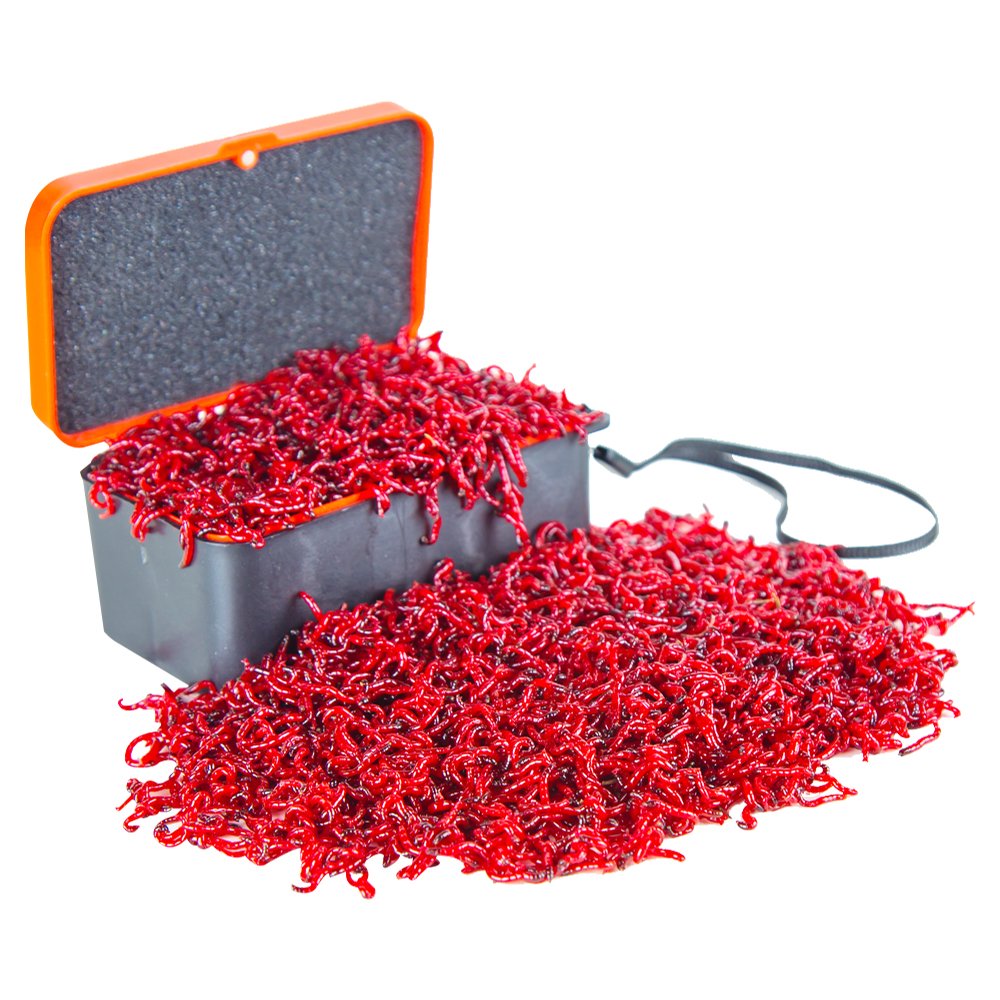Big red worms, live black pits, little insect worms, in autumn and winter, fishing for blackheads