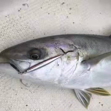 japanese little jack, little jack 125g 150g iron-board bait, boat fishing, mackerel, shells, mackerel