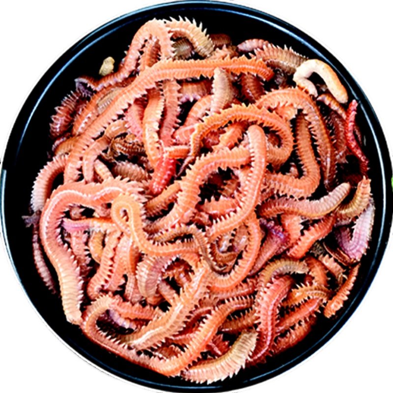 The living sands, the red chrysanthemum bait, the seaworm bait, the seaworm bait, the seaworm bait