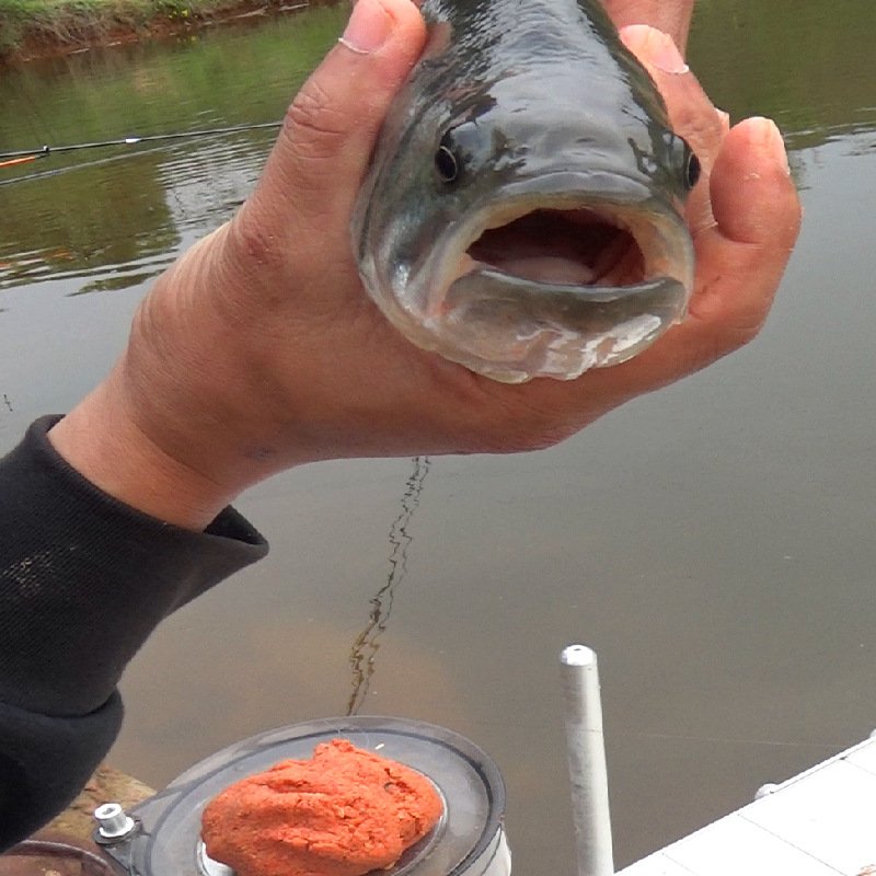 Two packs of the fishhouse official set up to take care of the bait