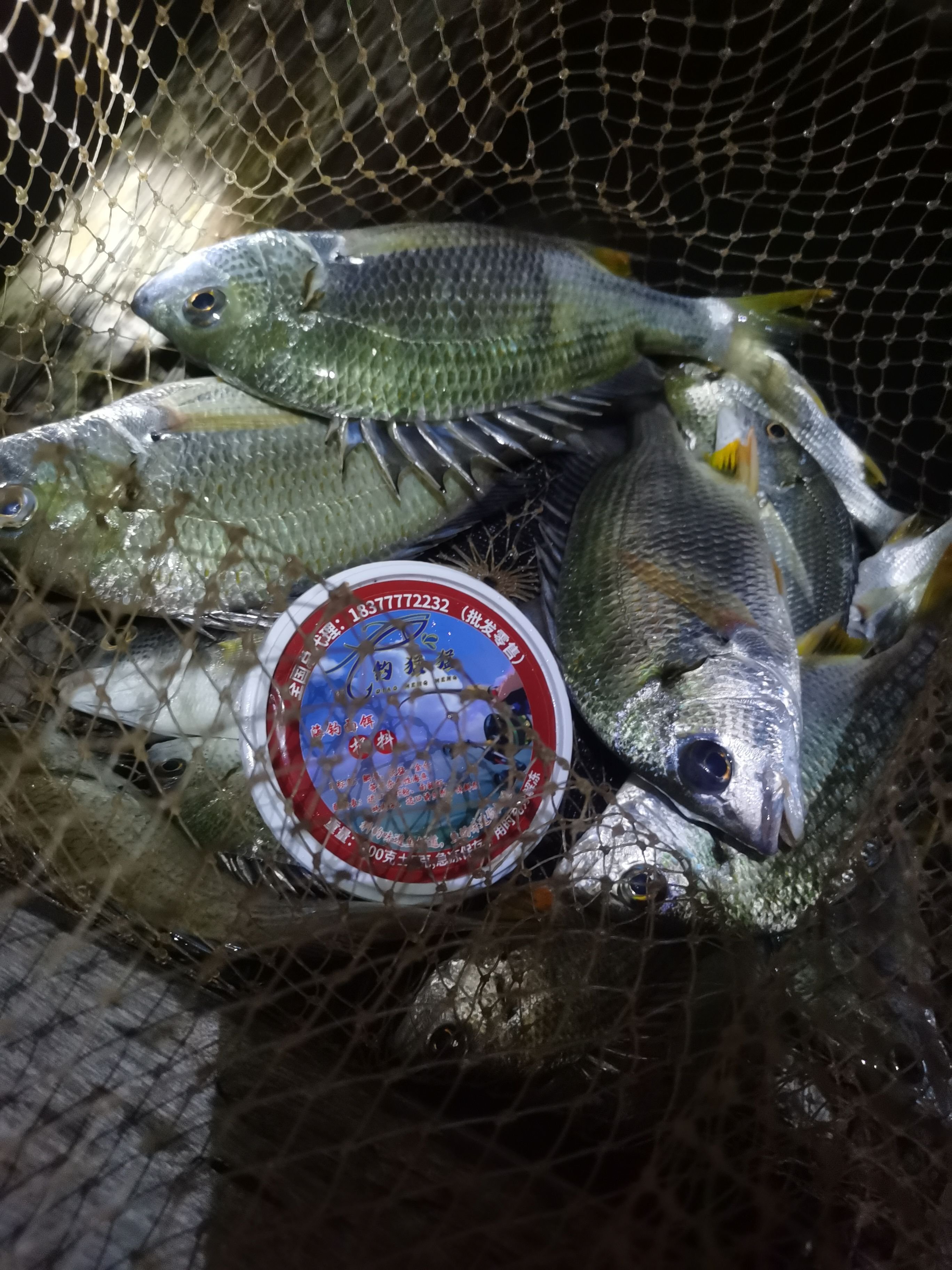 Fish, fishing, explosive bait