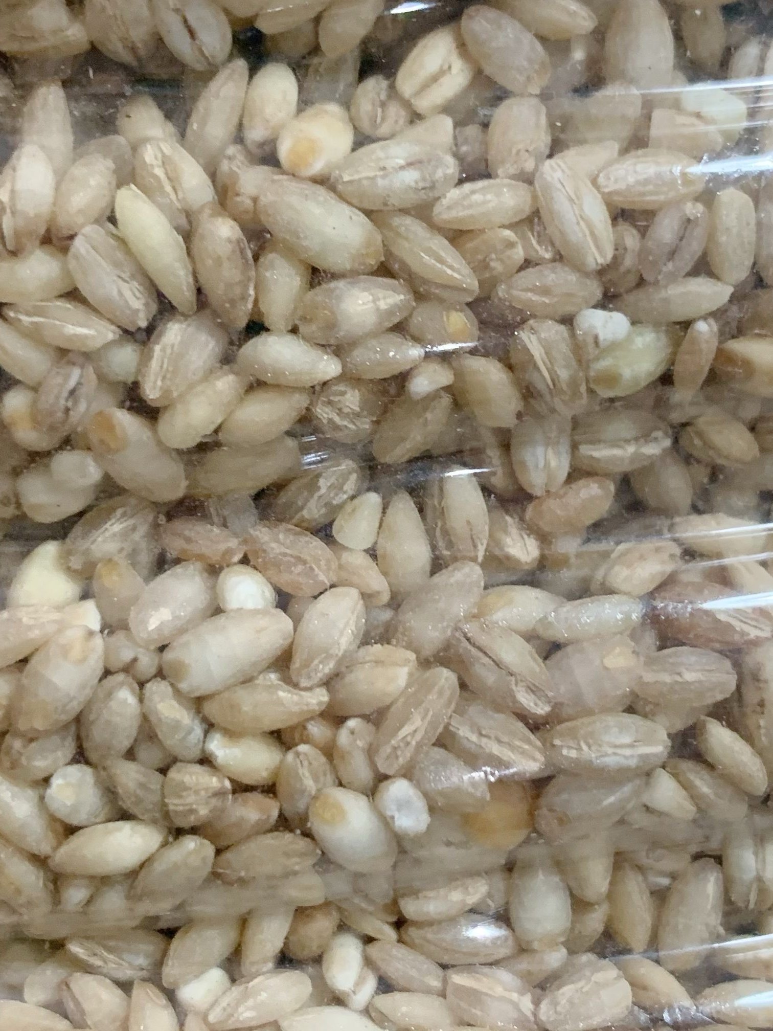Weed-breed-breed-breed-breed-breed-breed-breed-breed-bread-bread-bread-bread-bread-bread-bread-bread-bread-bread-bread