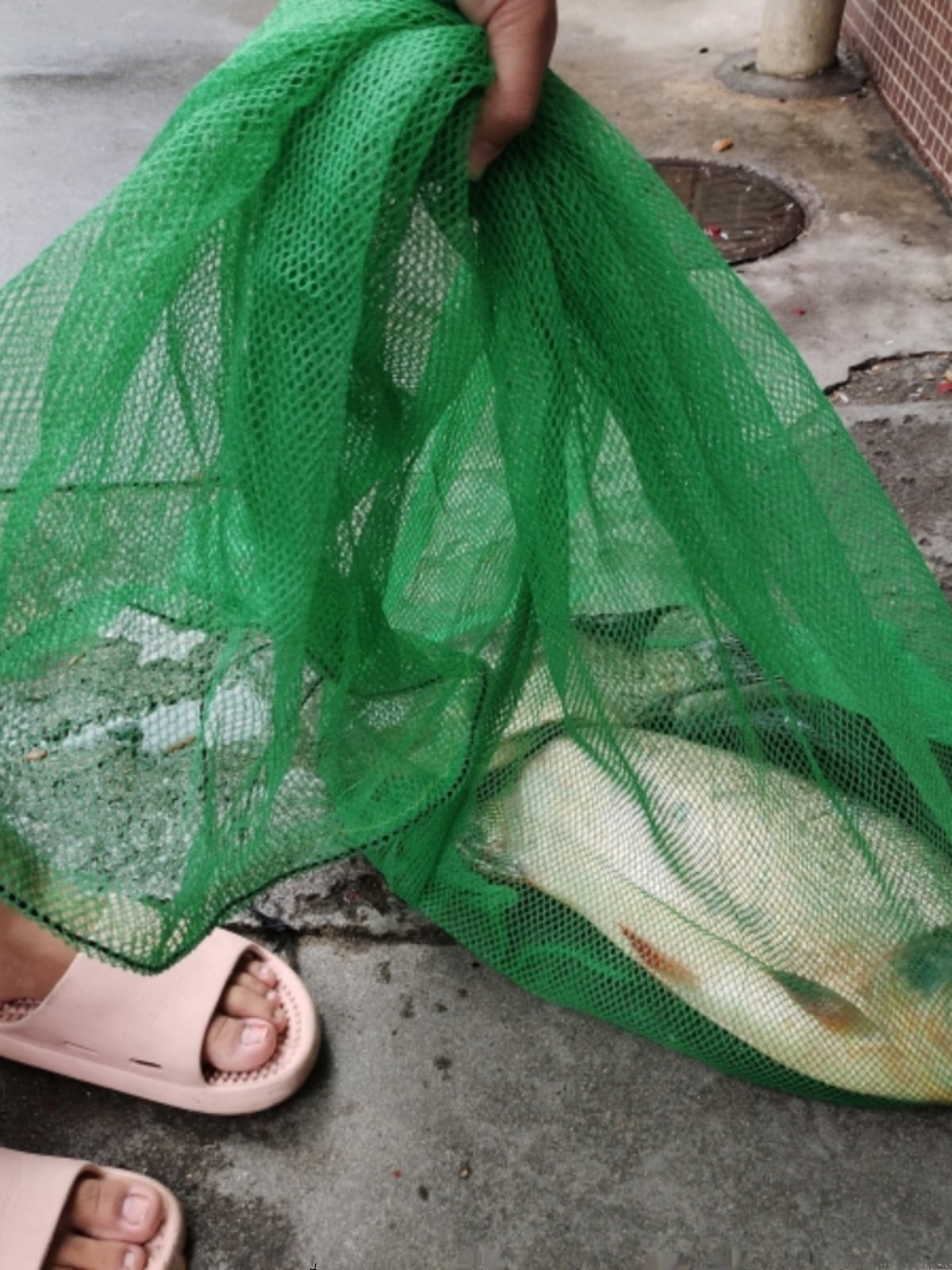A net-net-backed bag of fish folds a gear-protected little-eye-net-covered net of fish