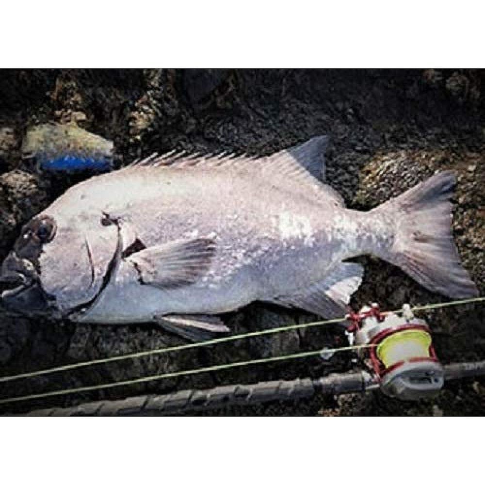 "Daiwa to the Billion Vannicer Line, ASTRON quartz MAXGAMMA 300 22"