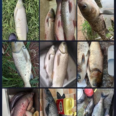 The big line group of giants, the main lined fish, has a full set of bluefish for high end