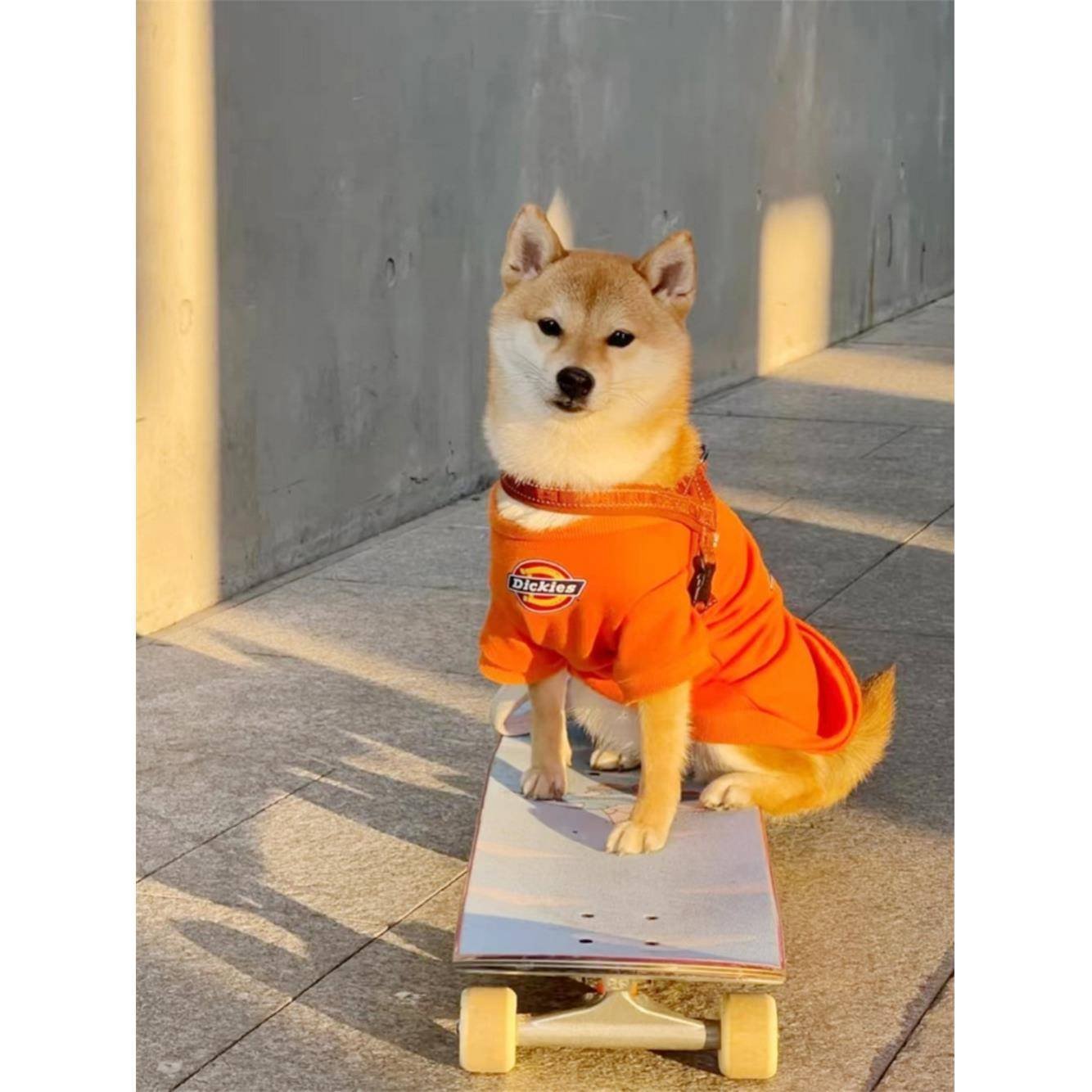 The pet dog skater, Teddy Corky, the little toy toy toy skater