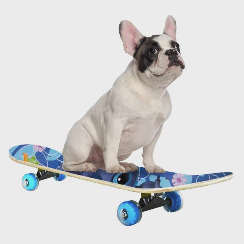 The pet dog skater, Teddy Corky, the little toy toy toy skater