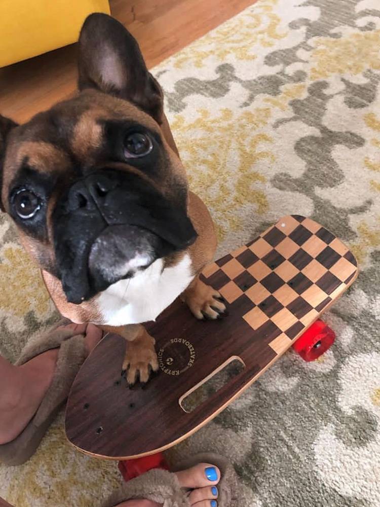 SOONSUN Pet Skateboard Fighting Dog British Dog Dog Fish Skidine Skinar Corki Dog