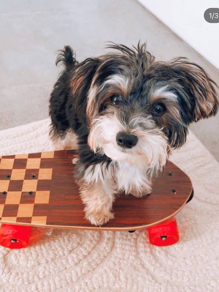 SOONSUN Pet Skateboard Fighting Dog British Dog Dog Fish Skidine Skinar Corki Dog