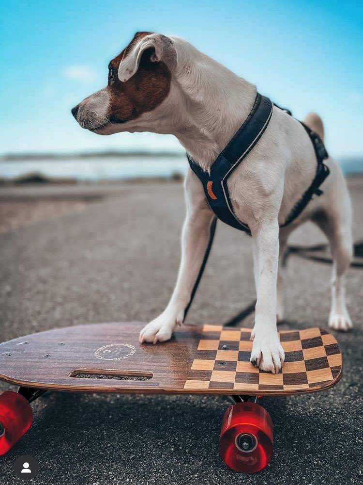 SOONSUN Pet Skateboard Fighting Dog British Dog Dog Fish Skidine Skinar Corki Dog