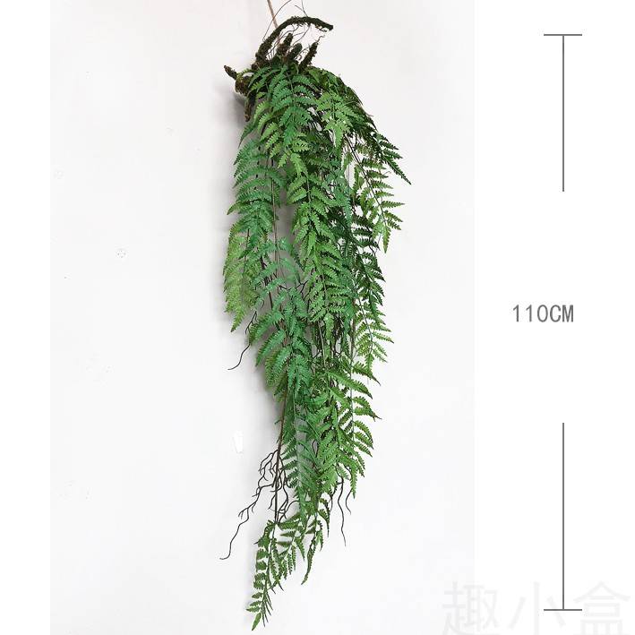 Vine fern