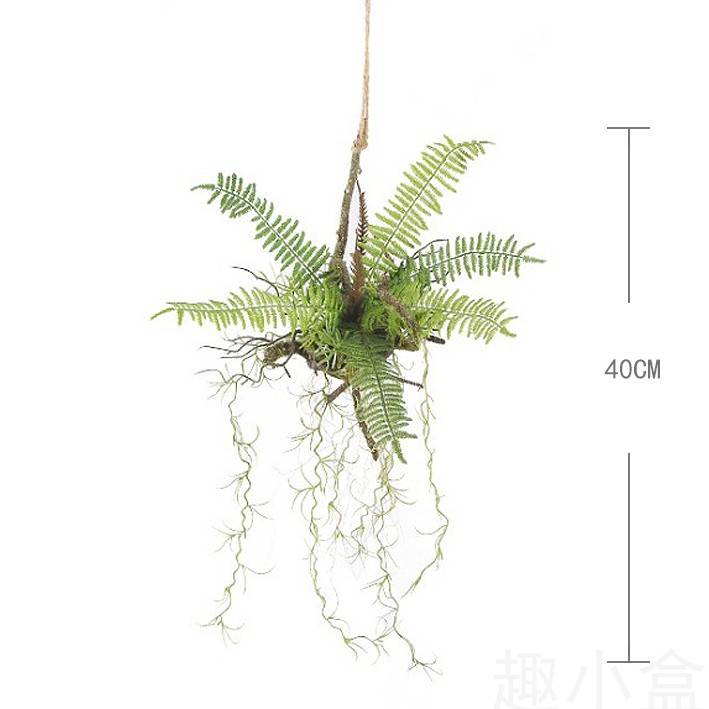 Ratto plant F