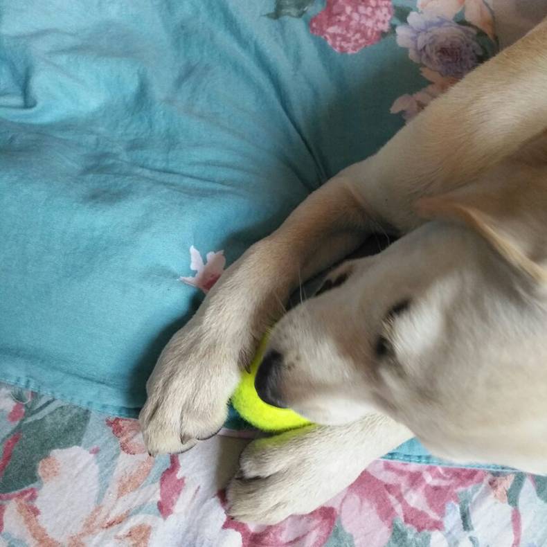 Dog toy elastic ball puppies grinding teddy Bomei puppy training ball golden retriever tennis pet supplies