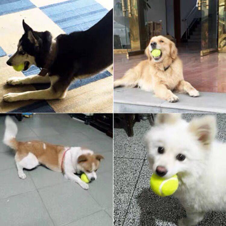 Tennis junior scholar training high elastic wear -resistant junior high -tech massage ball pet tennis dog toy ball