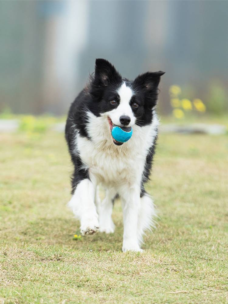 Yummy carries my hairpiece pet dog tennis launcher side be applied wisdom elastic ball player toys