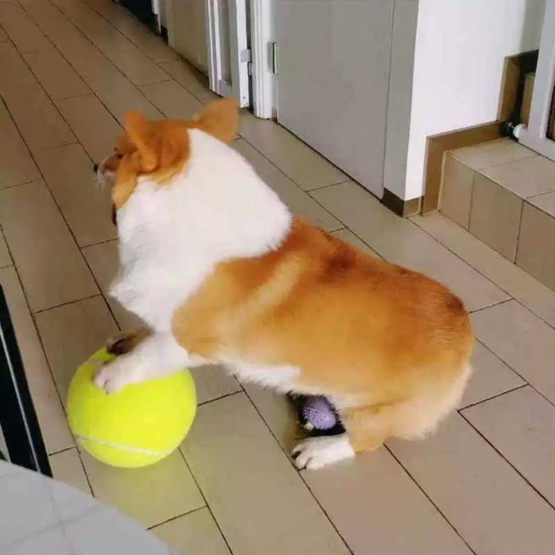 Signature tennis 9.5 -inch inflatable large tennis pet big tennis dog inflatable large tennis ten times happy tennis
