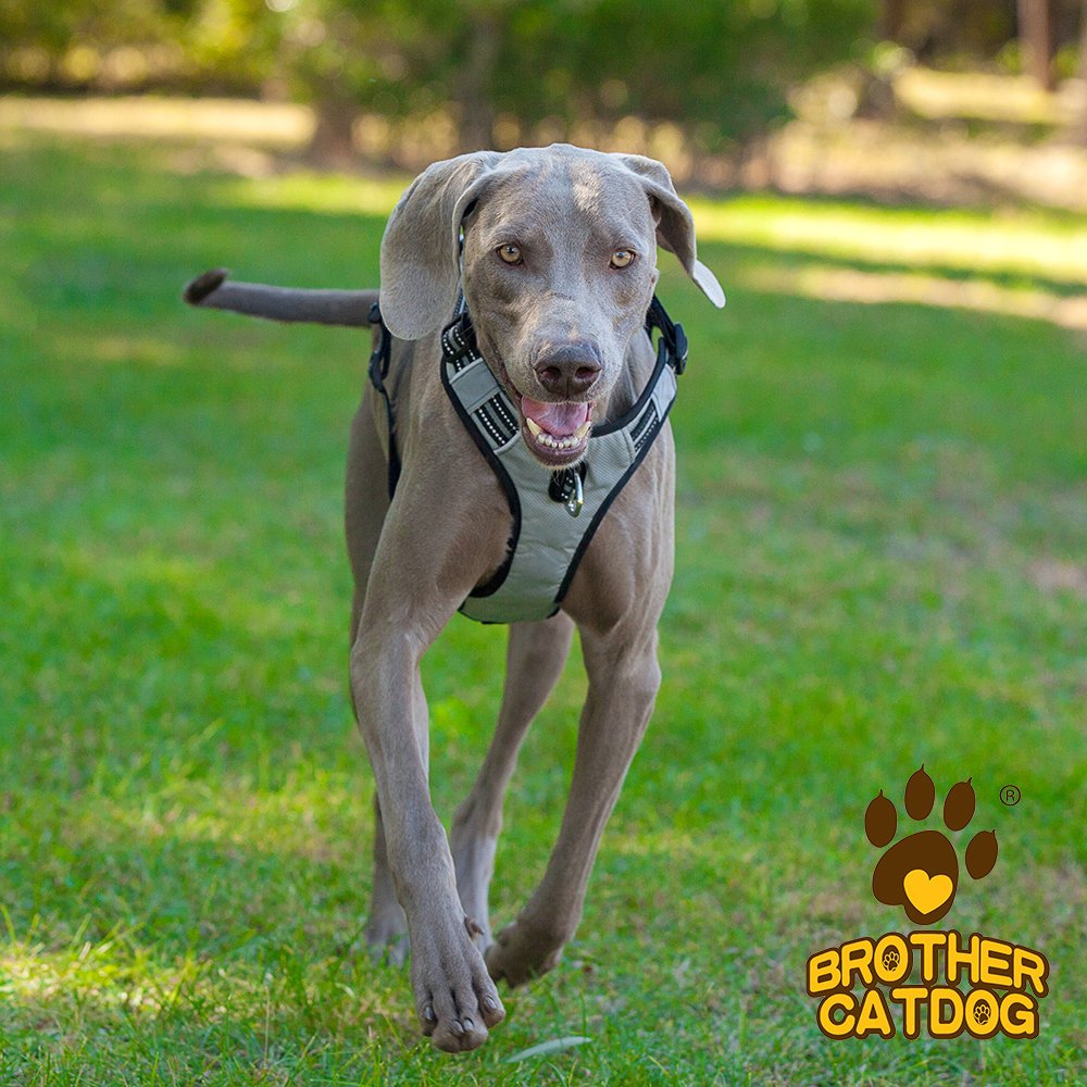 dog harness puppy Reflective Vest Harness with 2 Leash Attachments and Easy Control