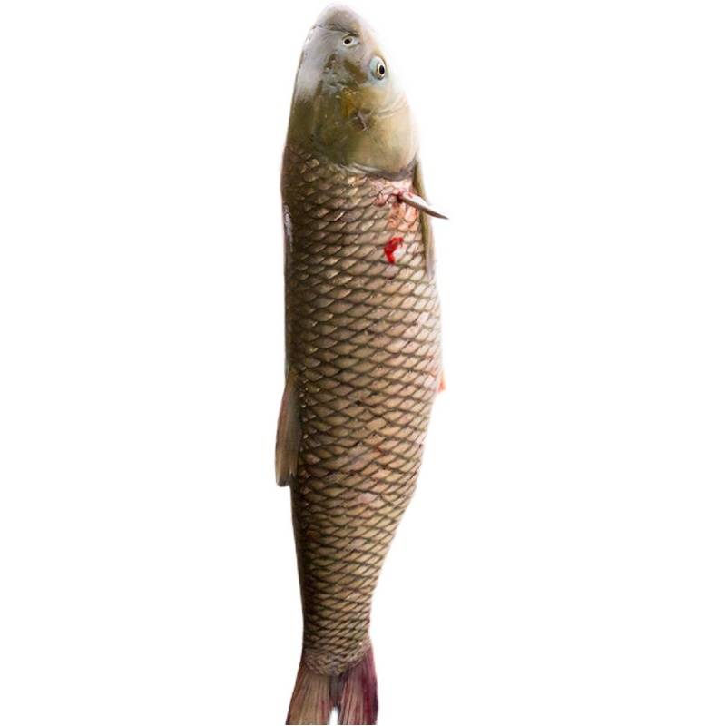 Professional shooting fish soby fishing artifact Metal stainless steel dart high -pressure high -precision ejection fishing darts tool