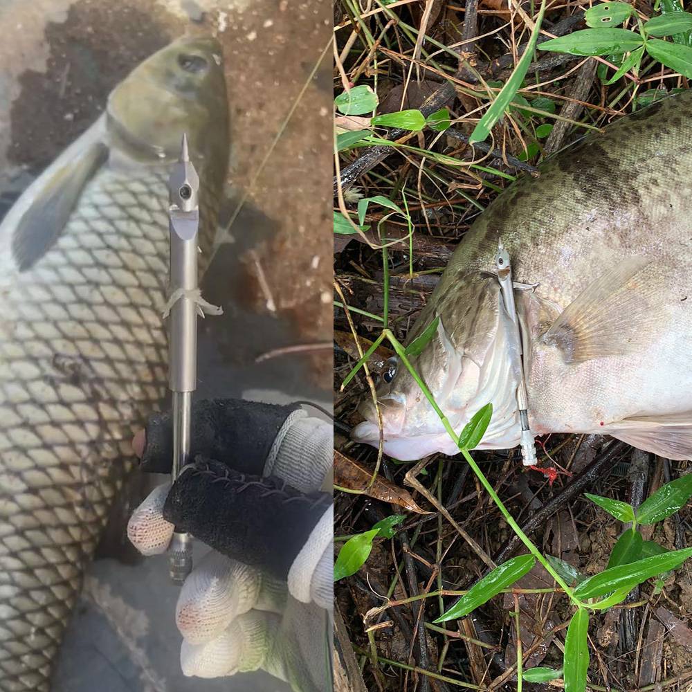 Famous Dart Board Kings 2 Plus four -edge armor -breaking 440C deep -water shooting fish dart carp carp big green thick scales giant