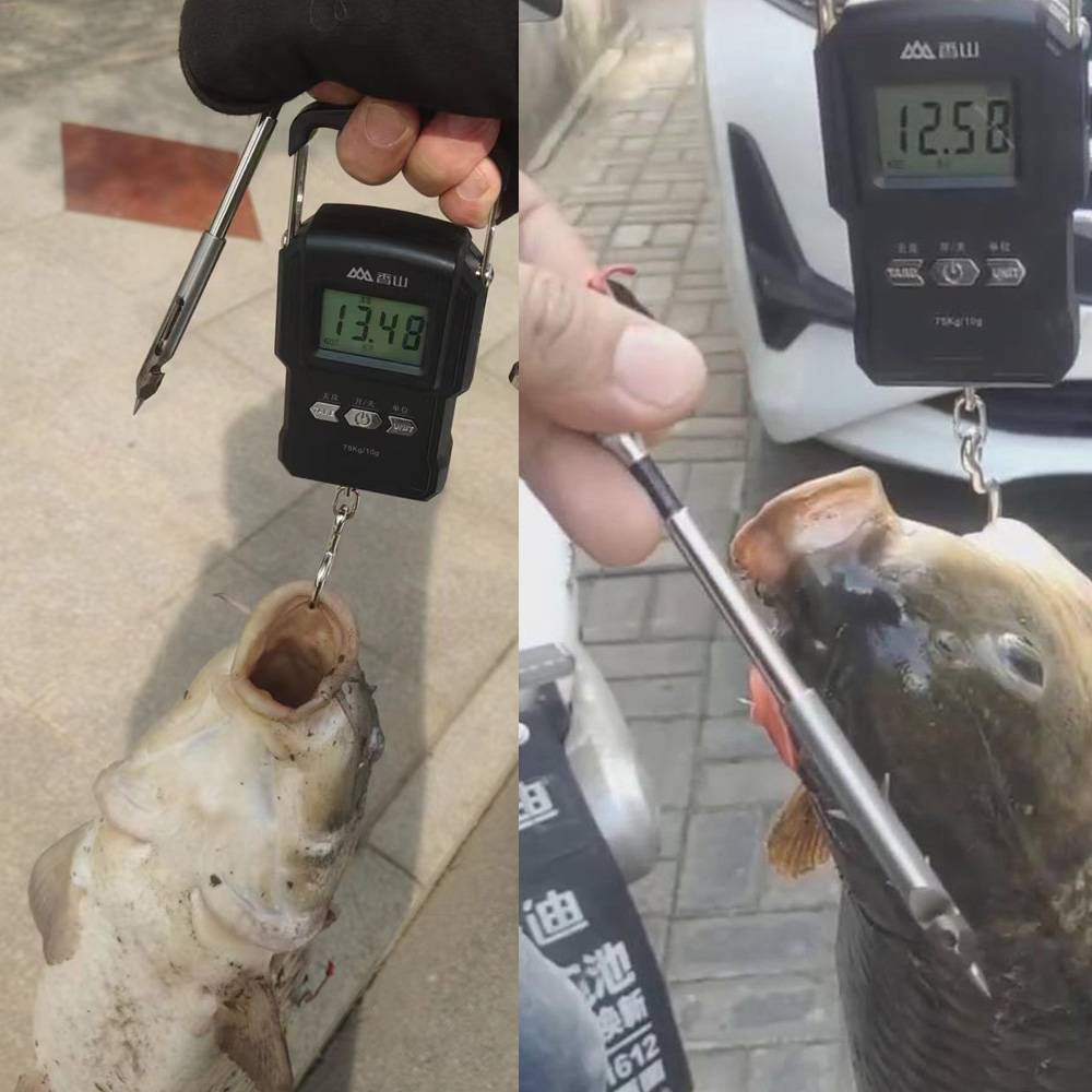 Famous Dart Board Kings 2 Plus four -edge armor -breaking 440C deep -water shooting fish dart carp carp big green thick scales giant