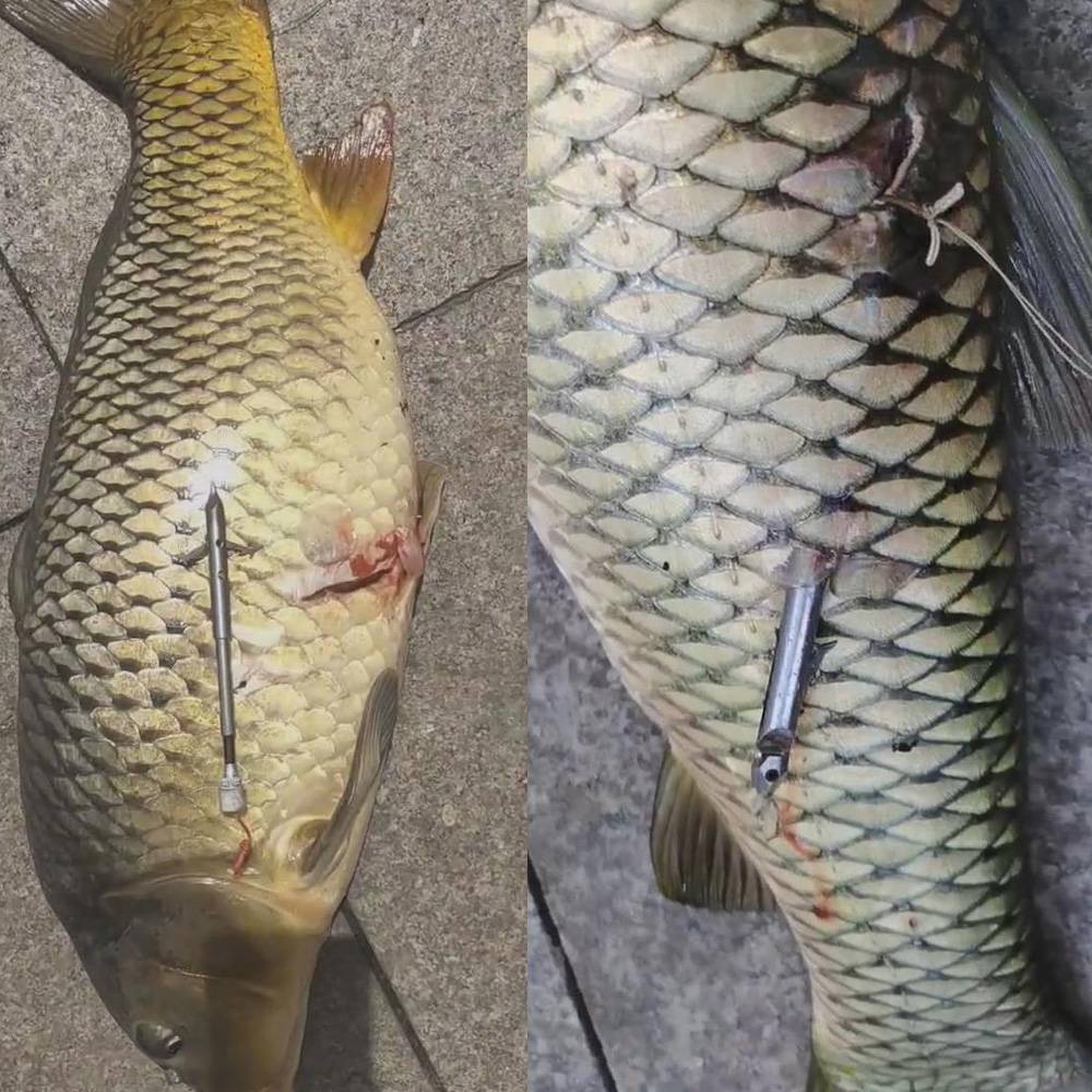 Famous Dart Board Kings 2 Plus four -edge armor -breaking 440C deep -water shooting fish dart carp carp big green thick scales giant