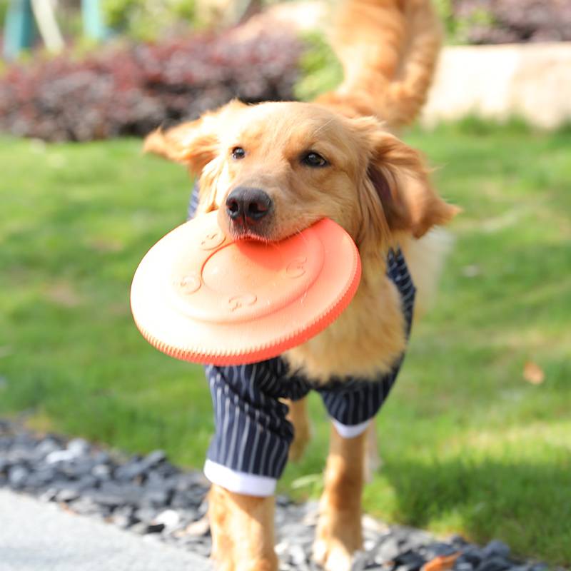 Spot Dog Flying Disk Toys Bite Corgi T -Federation Golden Mao Small Dogs and Dogspiece Interactive Artifact Pet Training