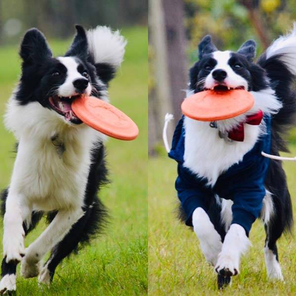 Spot Dog Flying Disk Toys Bite Corgi T -Federation Golden Mao Small Dogs and Dogspiece Interactive Artifact Pet Training