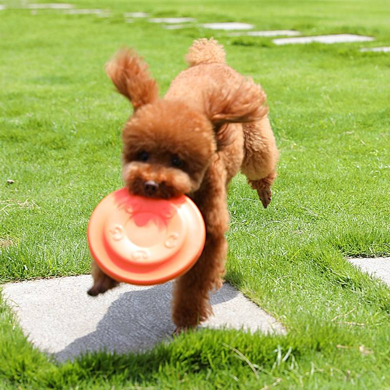 Spot Dog Flying Disk Toys Bite Corgi T -Federation Golden Mao Small Dogs and Dogspiece Interactive Artifact Pet Training