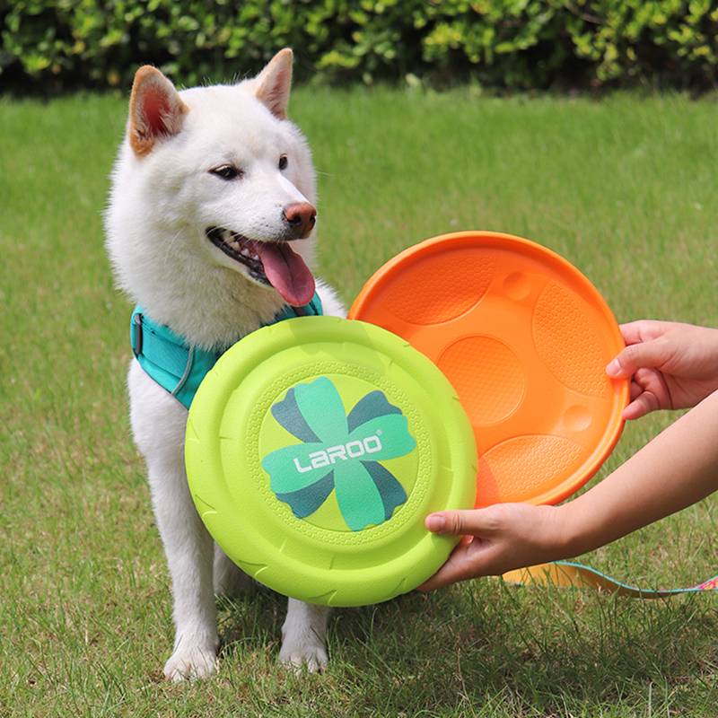Laroo Leno, a fly-by-fly dog
