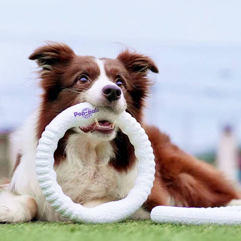 Spot Gigwii expensive flying dog toy toy flying disk, grinding teeth, pet interactive training tug of war