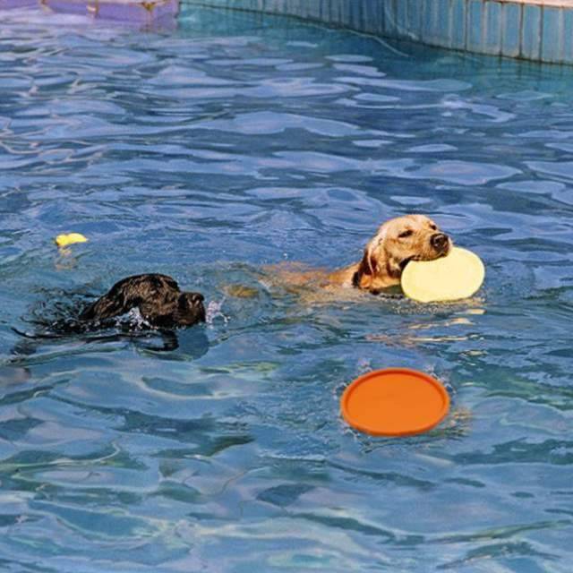 Dog Mogo Dog Flying Corki Dog Bite Soft Gel Dog Training Tennis Beach New A variety of Silicone Pets