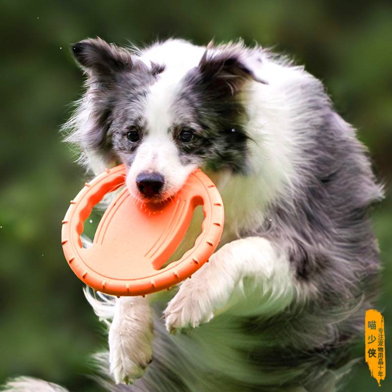 Outdoor training Large canolate pasta golden wool special molating teeth, biting flying disk pet -interacting tughege puppy toys