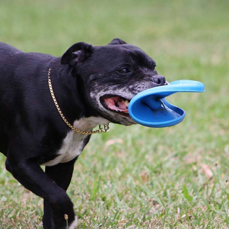 Fashion Pet Silicone Training Dog Frisbeed Toy Interactive Dog Chew Toys Resistance Bite Soft Rubber Toys Pet Flying Discs 18cm