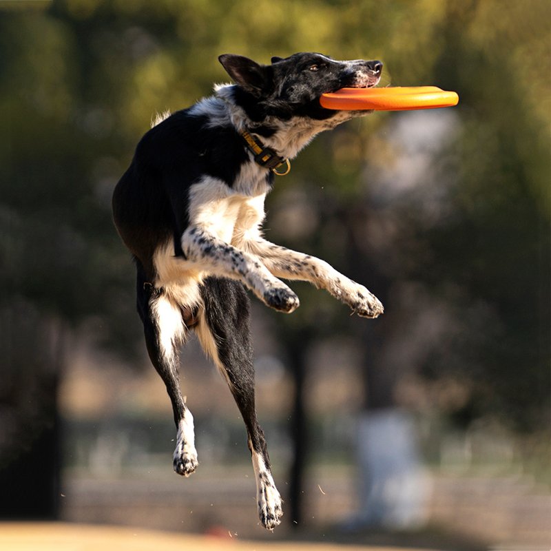 Custom Outdoor Flying Frisbeed Pet Training Toy Foldable Flyer Soft EVA Rubber Round Disc for Dog