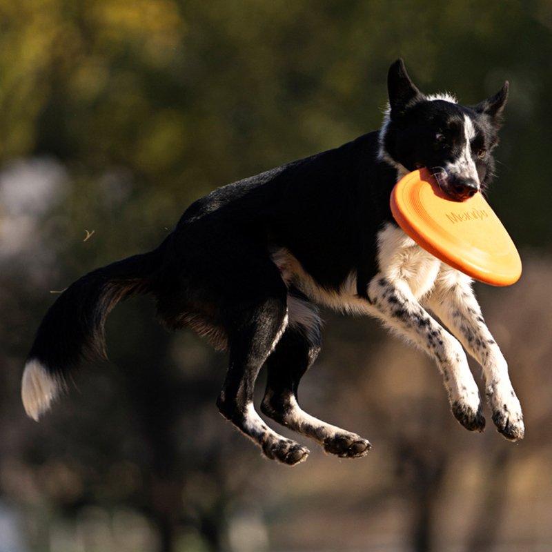 Custom Outdoor Flying Frisbeed Pet Training Toy Foldable Flyer Soft EVA Rubber Round Disc for Dog
