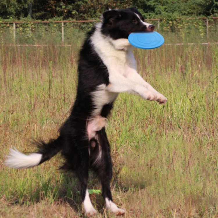 Available In A Variety Of Colors Bite resistant Non slip Dog Frisbeed Interactive Dog Toy