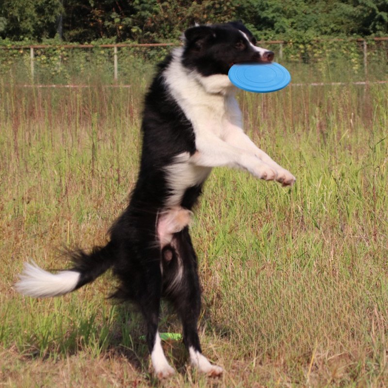 Custom Logo Interactive Dog Toys 15cm 17.5cm 20cm Floating Water Pet Flying Discs Soft TPR Silicone Outdoor Sports Dog Frisbee