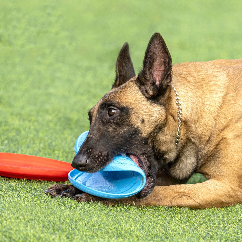 Dogs Flying Disc Toy Pet Outdoor Playing Lawn Game Disk Flyer for Kindergarten Teaching Soft Pets Dog Silicone Colorful Tray