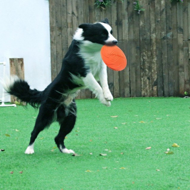 Pet Dog Flying Disk Toy Silicone Material Environmentally Friendly Anti-Chew Dog Puppy Interactive Training Pet Supplies