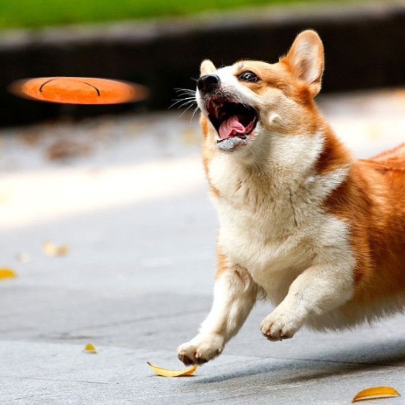 Dog Frisbee that rings Fun and Fitness: The Benefits of Playing Frisbee for dag toys