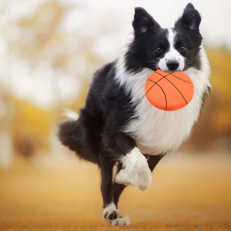 Dog Frisbee that rings Fun and Fitness: The Benefits of Playing Frisbee for dag toys