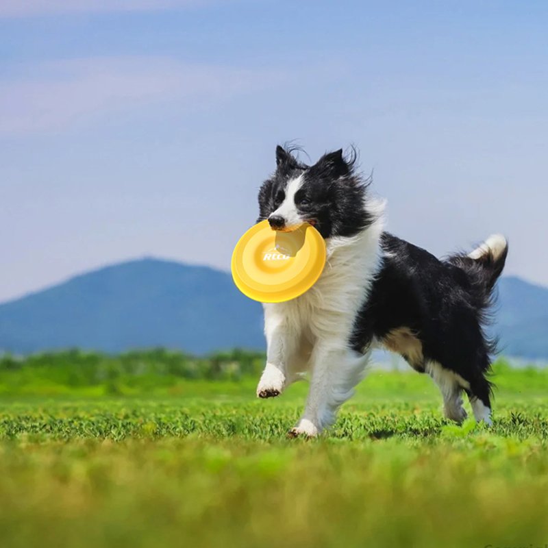 Fun design plastic bottle container with frisbee lid for pet healthcare supplement packaging
