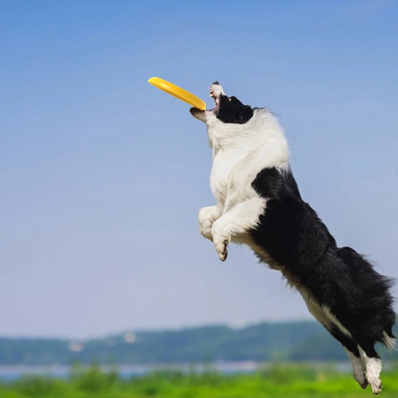 Fun design plastic bottle container with frisbee lid for pet healthcare supplement packaging
