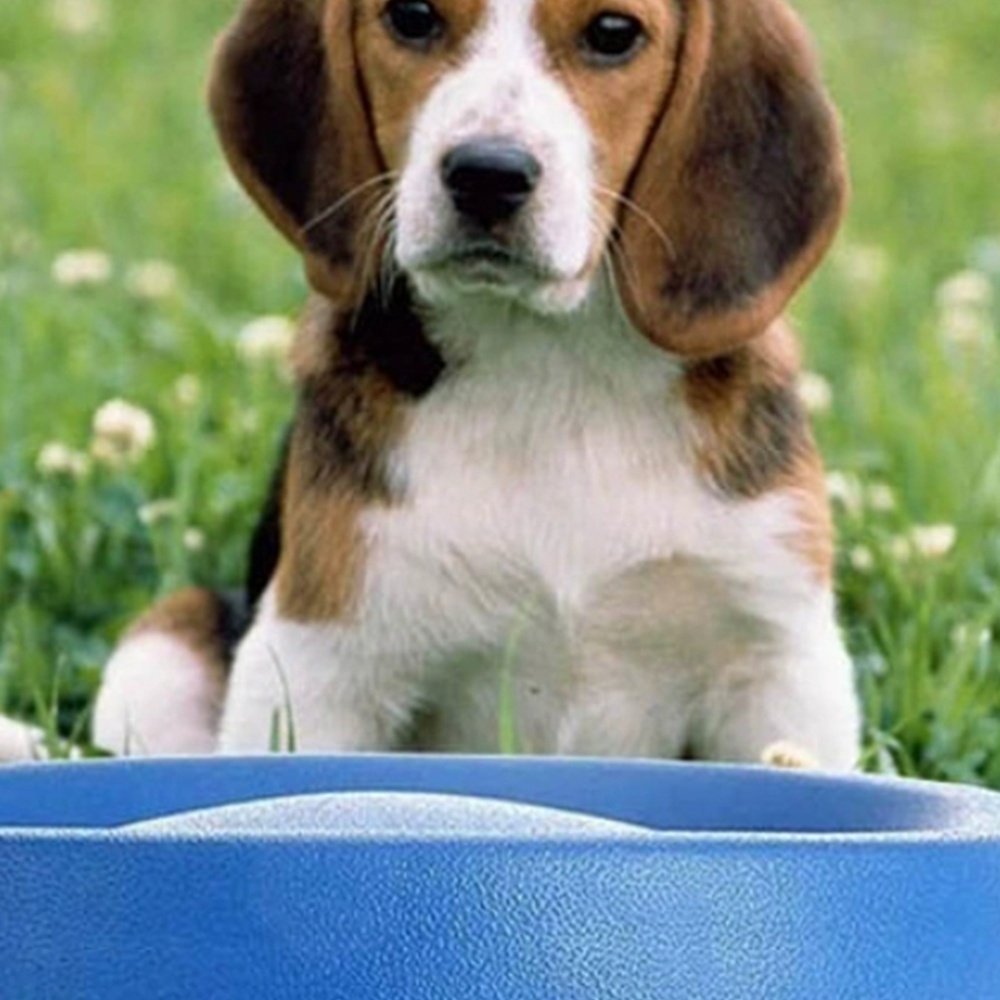 Wholesale Custom Pet Toy Throw And Catch Silicone Foldable Dog Flying Disc