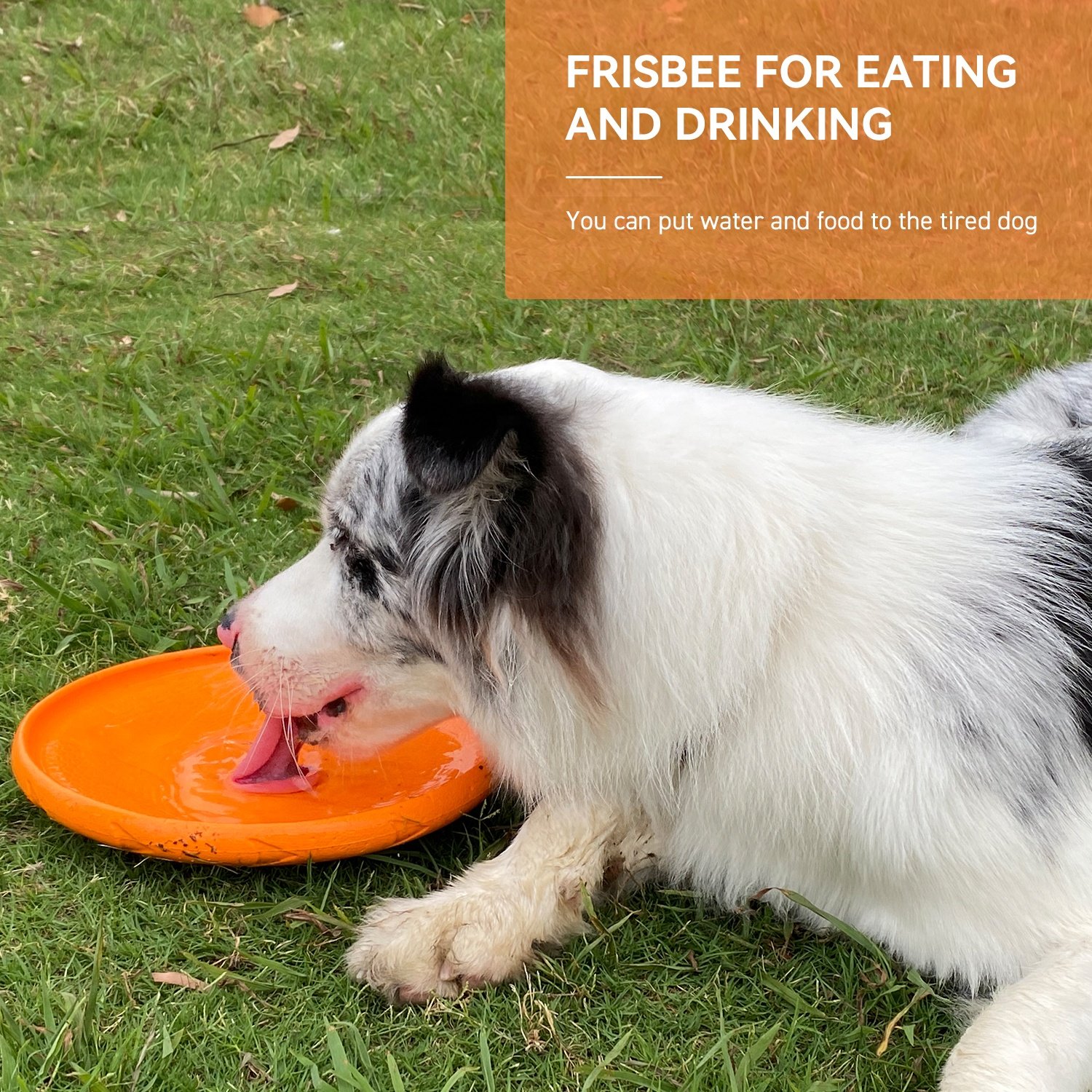 LaRoo ready to ship Dog Pet Toy 2023 Dog Frisbeed Pet Interactive Training Flying Disc Floating Water Bite Resistant Dog