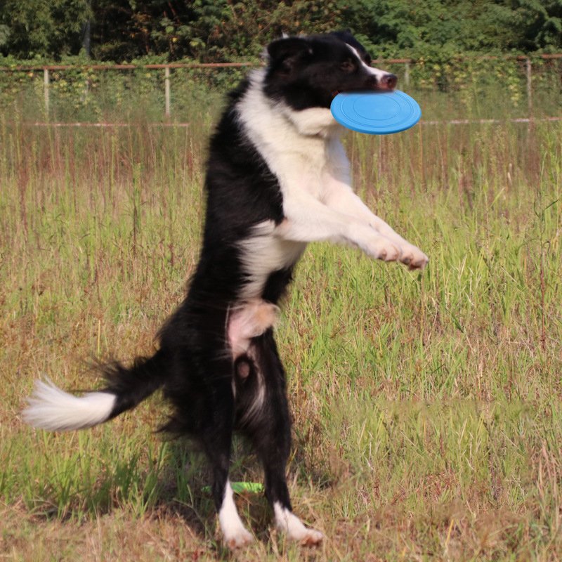 Soft Non-SlipDog Flying Disc Silicone Game Frisbeed Anti-Chew Dog Toy Dog iq Training Toy