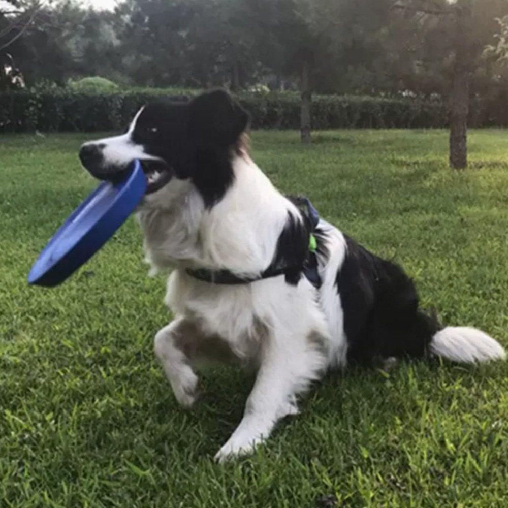 High Quality Frisbeed for Outdoor Sport Training Dogs Frisbeed Golf Disc Flying Frisbeed Toy Pet Disk And Kids Disk