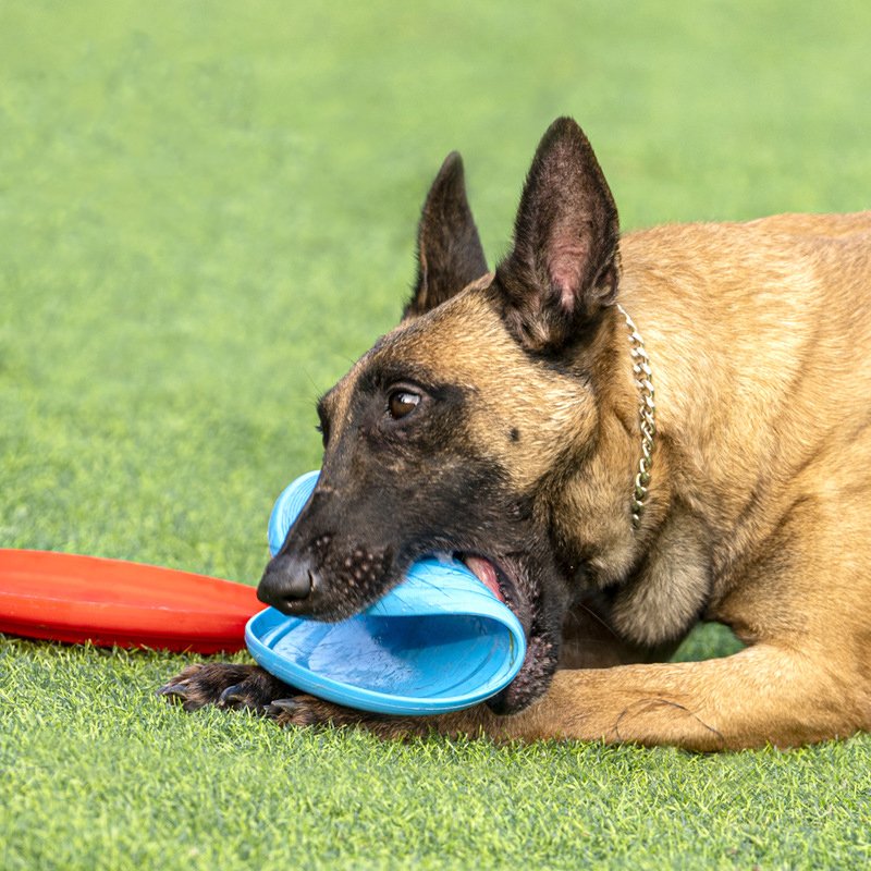 wholesale High Quality TPU Pet dog Training Toy Interactive Chew Toys Resistance Bite Flying Discs Saucer for Dogs